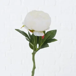 Boltze Stielblume Bauernrose