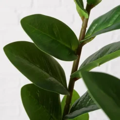Boltze Topfpflanze Zamioculcas
