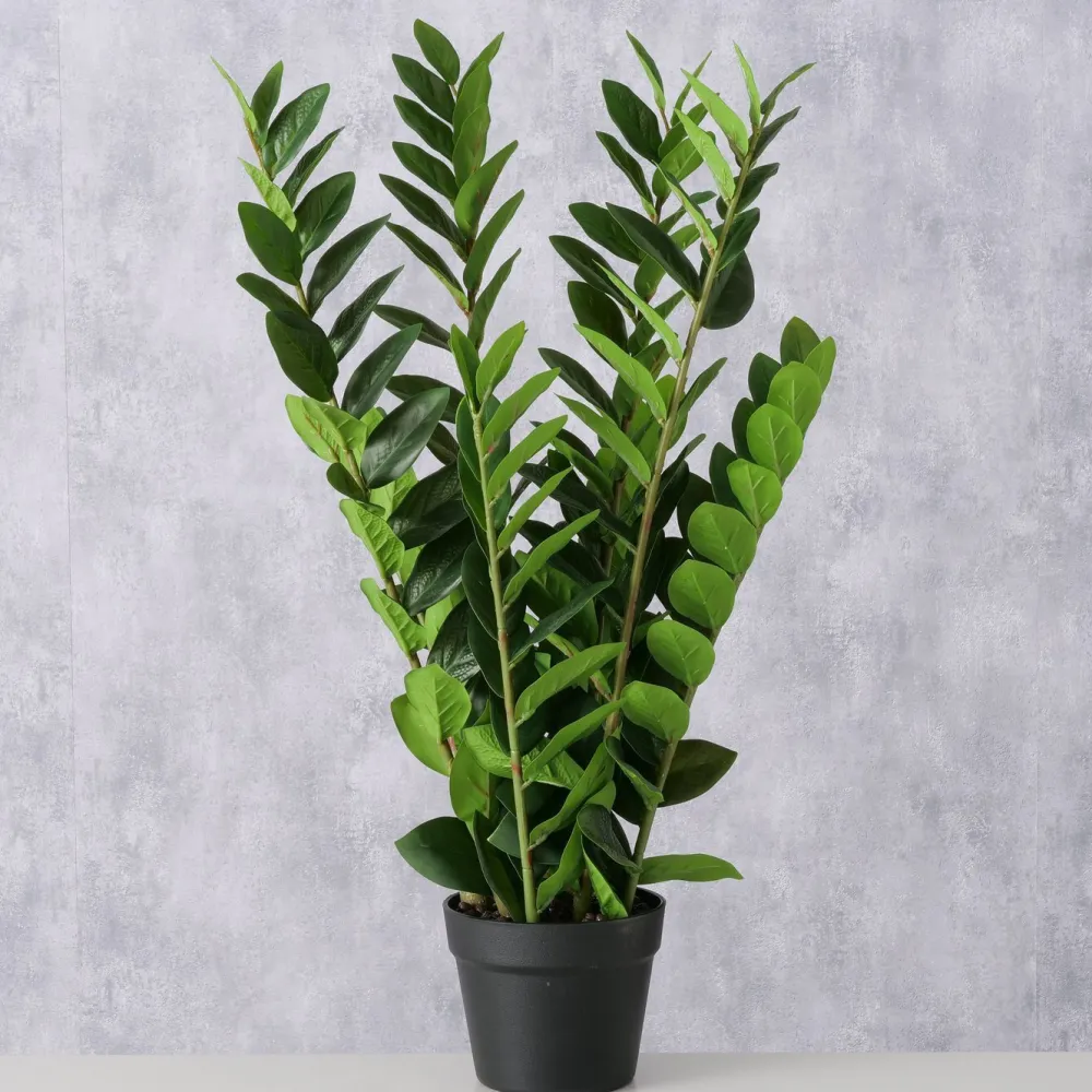 Boltze Topfpflanze Zamioculcas