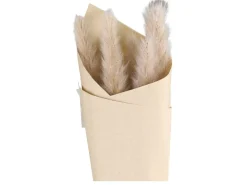 Chic Antique Fleur getrocknetes Pampasgras