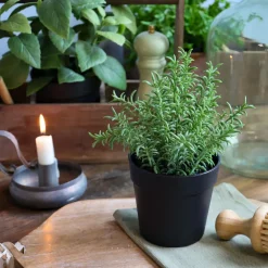 Chic Antique Fleur künstlicher Rosmarin Topf