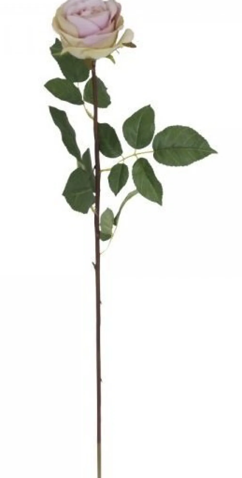 Chic Antique Fleur Rose rosa