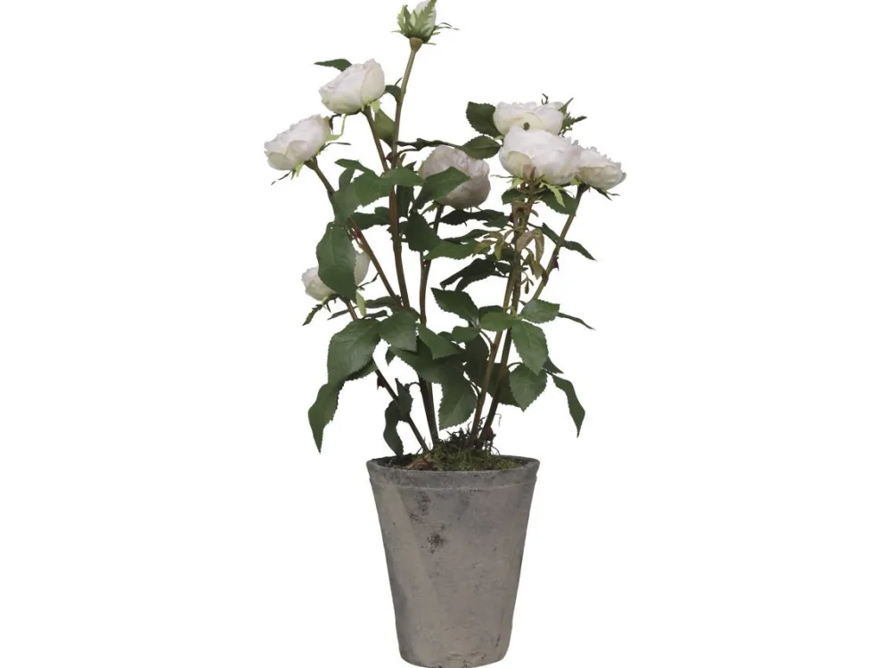 Chic Antique Fleur Rosenstrauch im Keramiktopf