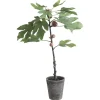 Chic Antique Künstlicher Feigenbaum mit altem Übertopf