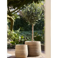 House Nordic Künstlicher Olivenbaum Stamm