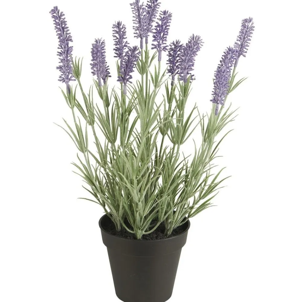 IB Laursen Lavendelpflanze in Topf