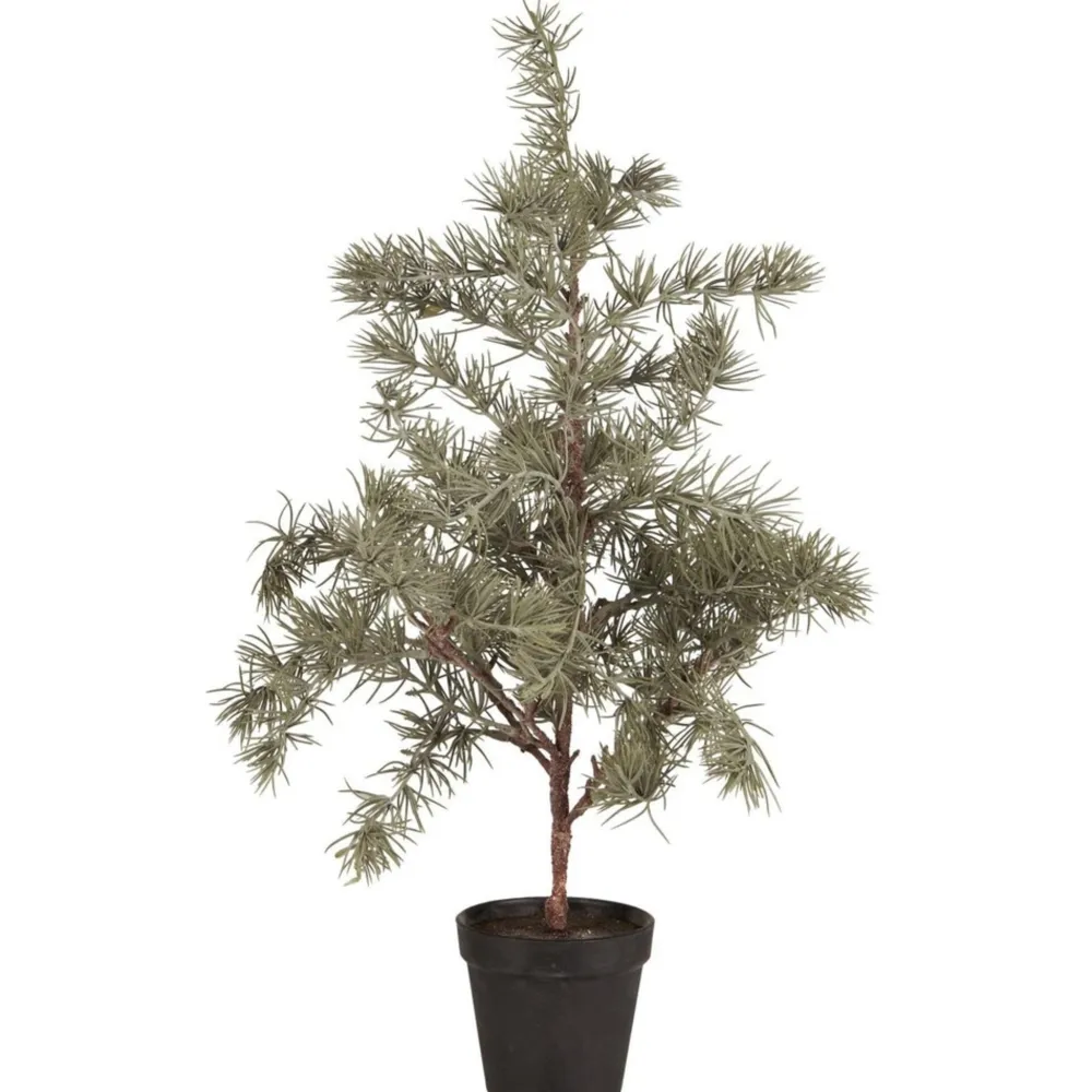 IB Laursen Zederbaum im Topf